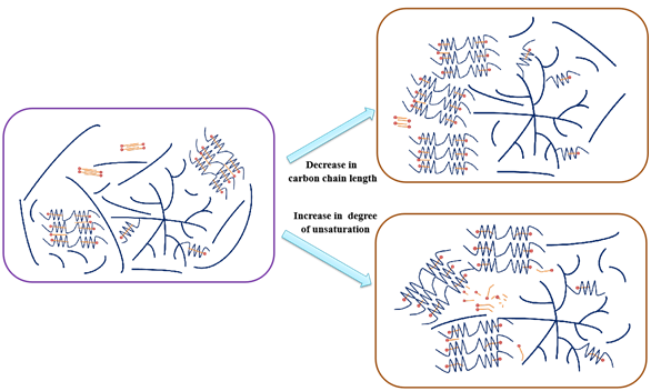 食品学院于修烛教授团队在淀粉–脂质复合物形成及其